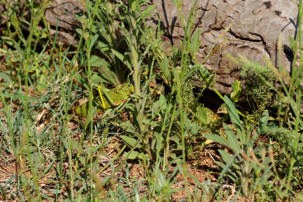 11 - Pilanesberg NP (9).jpg